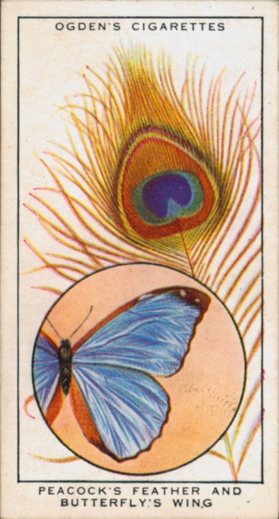 Structural Colours in Combination with Pigment, Peacock