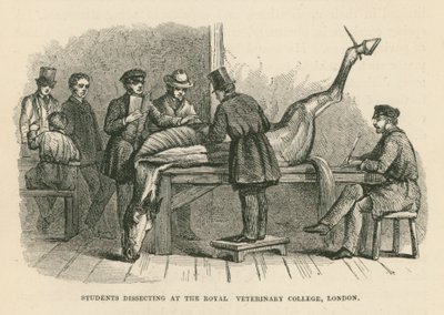Students Dissecting at the Royal Veterinary College, London by English School