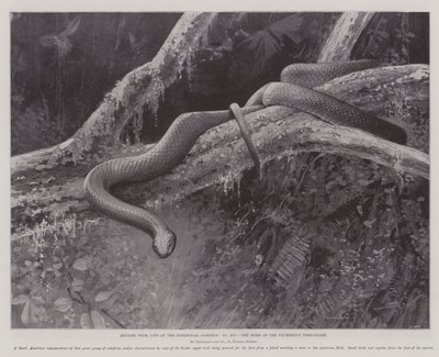 Studies from Life at the Zoological Gardens, the Home of the Plumbeous Tree-Snake by English School