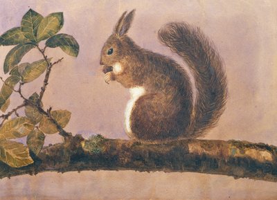 Study of a squirrel on a branch by English School