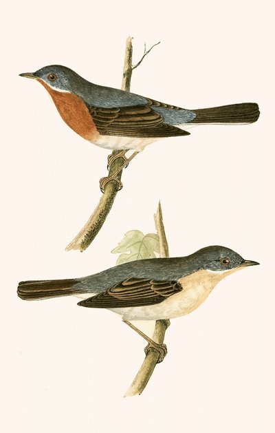 Sub Alpine Warbler, illustration from 