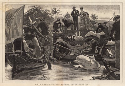 Swan-Upping on the Thames Above Windsor by English School