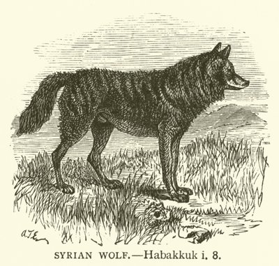 Syrian Wolf, Habakkuk, i, 8 by English School
