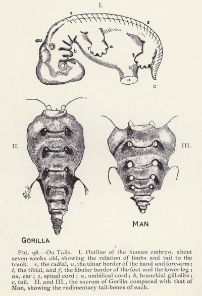 Tails, man and gorilla by English School