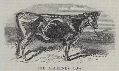 The Alderney Cow (engraving) by English School