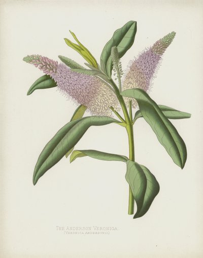 The Anderson Veronica by English School