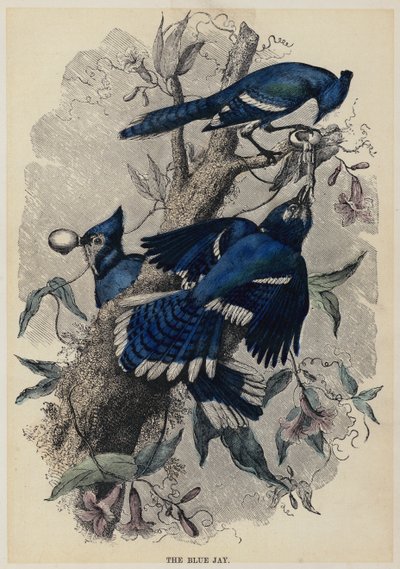 The Blue Jay by English School