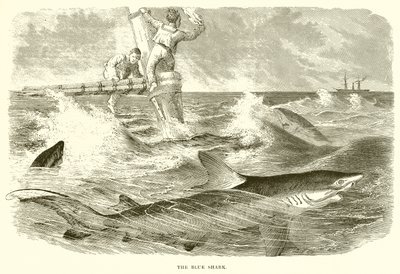 The Blue Shark by English School
