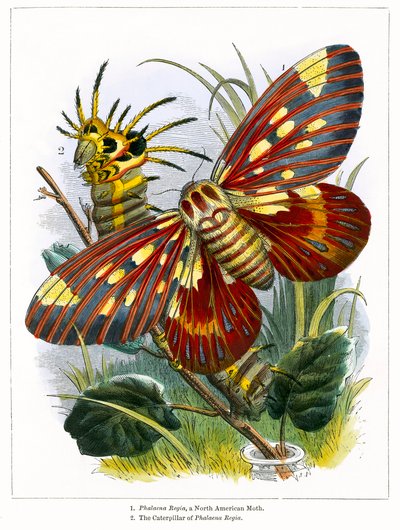 The Butterfly Vivarium by English School