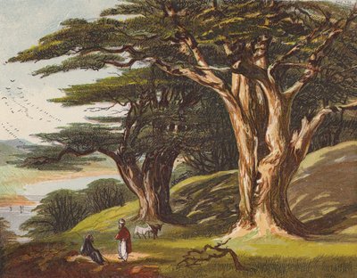 The Cedars of Lebanon by English School
