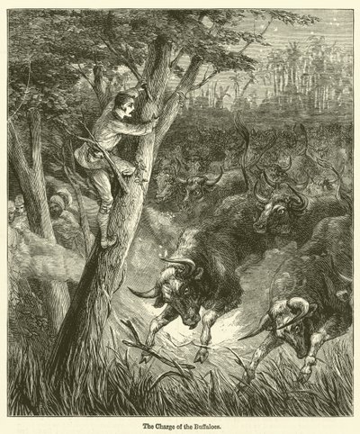 The Charge of the Buffaloes by English School