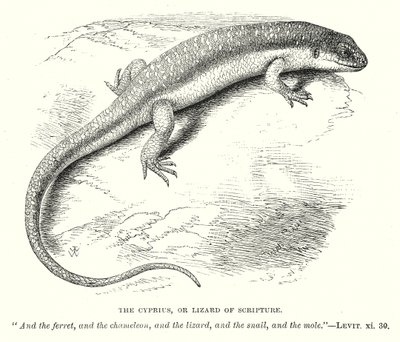 The Cyprius, or Lizard of Scripture by English School