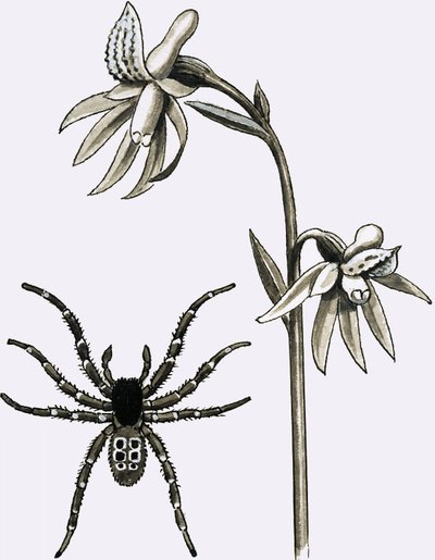 The Eresus Spider and a Scarce Spurred Coral Root or Ghost Orchid by English School