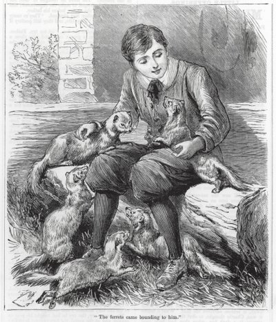 The Ferrets Came Bounding to Him (engraving) by English School