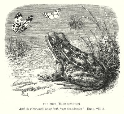 The Frog (Rona Esculenta) by English School