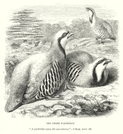 The Greek Partridge by English School