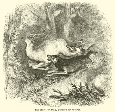 The Hart, or Stag, Pursued by Wolves by English School