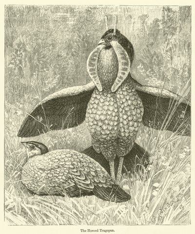 The Horned Tragopan by English School