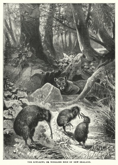 The Kiwi-Kiwi, or Wingless Bird of New Zealand by English School