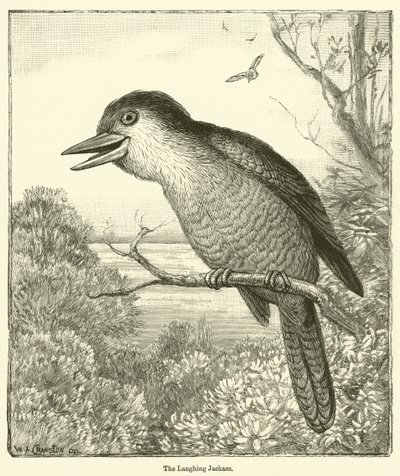 The Laughing Kookaburra by English School