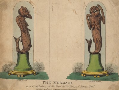 The Mermaid, Now Exhibited at the Turf Coffee House by English School