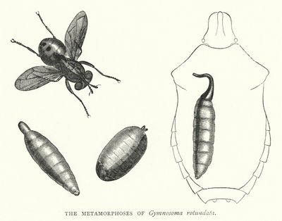 The Metamorphoses of Gymnosoma Rotundata (Engraving) by English School