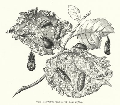 The Metamorphoses of Lina Populi (Engraving) by English School