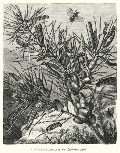 The Metamorphoses of Lophyrus Pini by English School