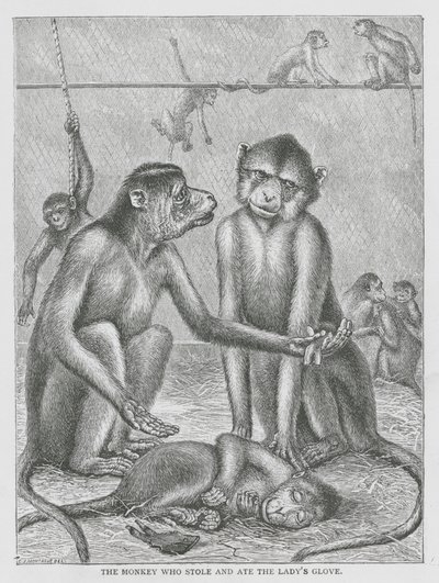 The Monkey Who Stole and Ate the Lady