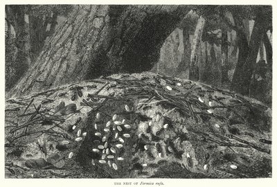 The Nest of Formica Rufa by English School