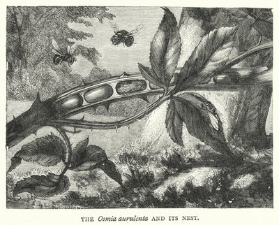 The Osmia Aurulenta and Its Nest (Engraving) by English School