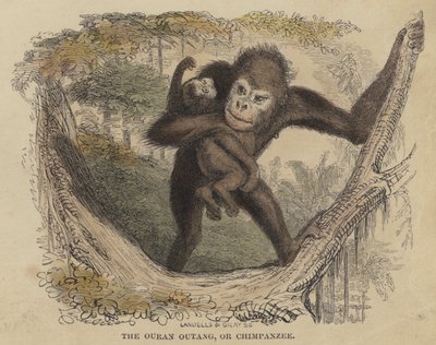 The Ouran Outang, or Chimpanzee by English School