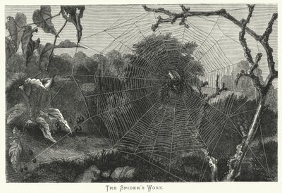 The Spider
