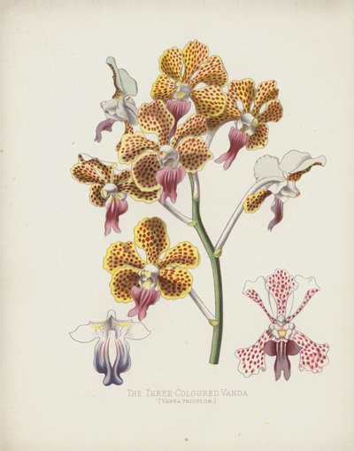 The Three-Coloured Vanda by English School