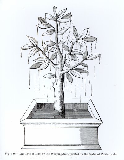 The Tree of Life, or the Weeping Tree, Planted in the States of Prester John, Illustration from Science and Literature in the Middle Ages and the Renaissance, Written and Engraved by Paul Lacroix, 1878 by English School