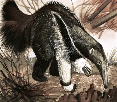 The Anteater by English School