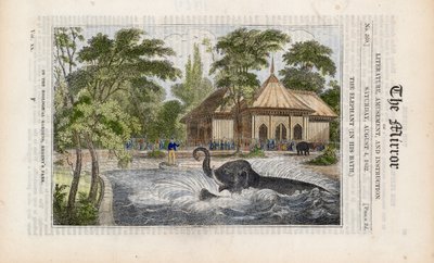 The elephant in his bath at the zoo in Regents Park by English School