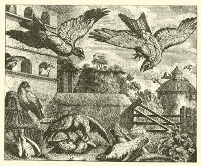 The Kite and the Pigeons by English School
