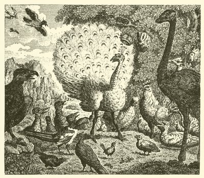 The Peacock and the Magpie by English School