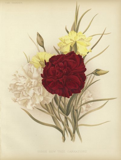 Three new tree carnations by English School