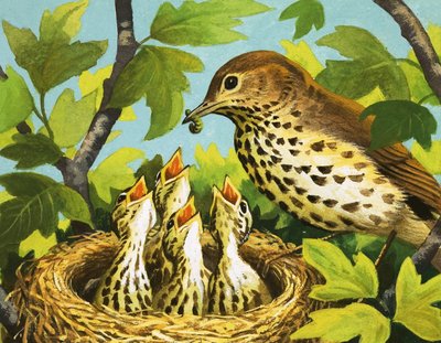 Thrush and Chicks by English School