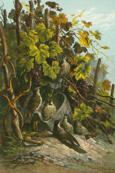 Thrushes and Grapevine by English School