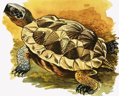 Tortoise by English School