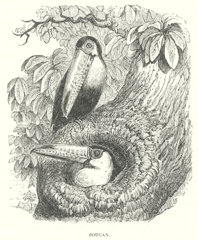 Toucan by English School