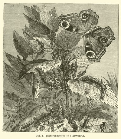 Transformations of a Butterfly by English School