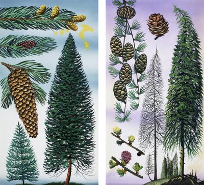 Trees: Douglas Fir and Scots Pine by English School