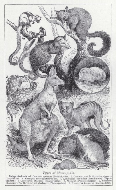 Types of marsupials by English School