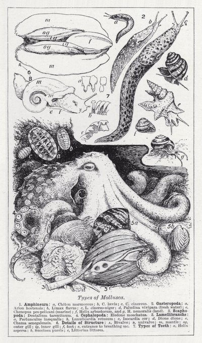 Types of Mollusca by English School