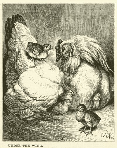 Under the Wing by English School