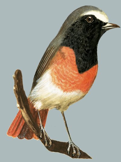 Unidentified Bird by English School